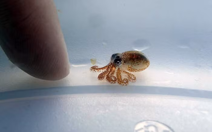 Một cá thể trưởng thành chỉ nặng khoảng 1g và dài khoảng 1,5 cm nghĩa là nó có thể bám thoải mái trên đầu ngón tay bạn.