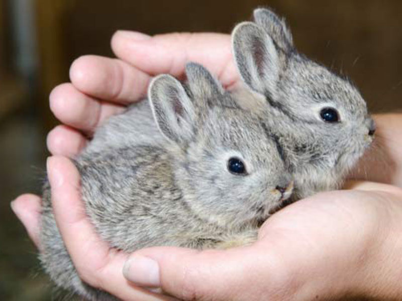 9. Thỏ lùn Pygmy (Brachylagus idahoensis) là loài thỏ nhỏ nhất, được tìm thấy ở Bắc Mỹ. Loài này trưởng thành chỉ nặng khoảng 400g, có chiều dài cơ thể từ 24cm đến 29cm; thỏ cái hơi lớn hơn so với thỏ đực.