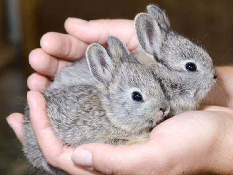9. Thỏ lùn Pygmy (Brachylagus idahoensis) là loài thỏ nhỏ nhất, được tìm thấy ở Bắc Mỹ. Loài này trưởng thành chỉ nặng khoảng 400g, có chiều dài cơ thể từ 24cm đến 29cm; thỏ cái hơi lớn hơn so với thỏ đực.