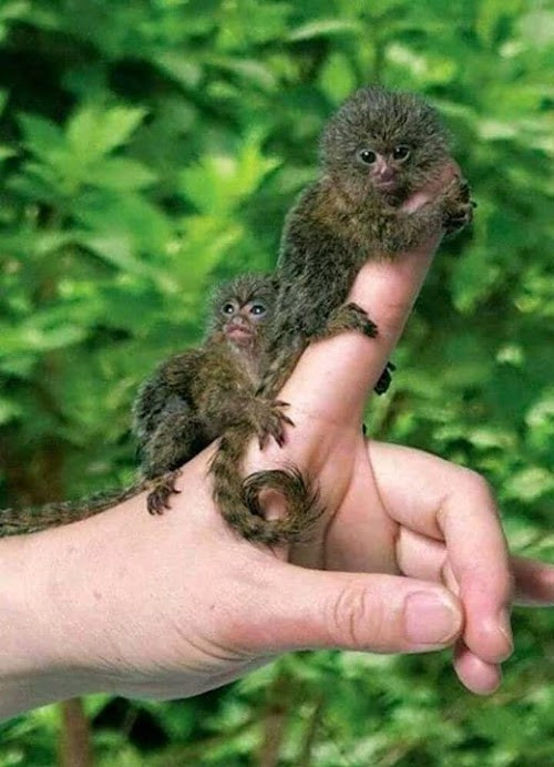 Chúng là một trong những loài linh trưởng nhỏ nhất, với chiều dài cơ thể dao động từ 14 đến 16cm. Con đực nặng khoảng 140g, và con cái chỉ khoảng 120g và chỉ nặng khoảng 15g tại thời điểm mới sinh.