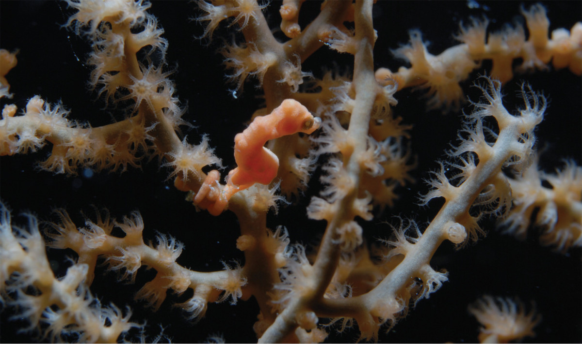 5. Cá ngựa Hippocampus Denise. Ѕinh sống ở độ sâu 13 - 90m ở phía Tây Thái Bình Dương, cá ngựa Hippocampus Denise ban đầu luôn bị nhầm lẫn với cá ngựa con.