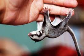 6. Sóc bay Sugar Glider. Loài này được nhiều người nuôi làm thú cưng trong nhà vì ngoại hình dễ thương. Ϲhúng là loài sóc sống về đêm có nguồn gốc từ Papua - New Guinea, bờ biển đông nước Úc.
