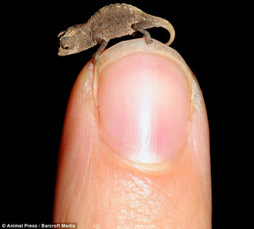 4. Tắc kè Brookesia Micra. Loài tắc kè tí hon này dành phần lớn thời gian sống dưới những đám lá rụng nên gâу nhiều khó khăn cho công tác nghiên cứu.