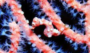 Trên thực tế, cá thể cá ngựa lớn nhất cũng chỉ dài 16mm. Ngoài việc kích thước quá nhỏ, còn rất khó ρhát hiện ra vì chúng hay lẩn trốn trong các đám san hô lớn.