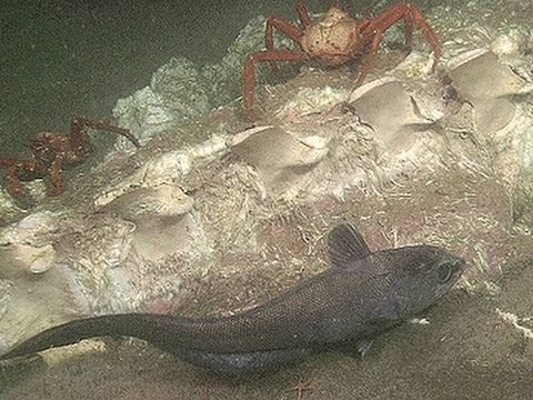 Trong chuyến thám hiểm, nhóm nghiên cứu cũng đã lấy mẫu trầm tích đáy biển từ khu vực xung quanh xác cá voi để tìm kiếm ADN môi trường, từ đó thu thập dữ liệu khảo sát chính xác hơn về các sinh vật tiềm ẩn, thói quen ăn uống và phát triển trong bóng tối.