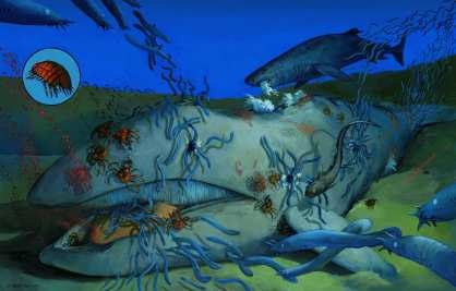 OET cho biết có nhiều giun ống này làm tổ trên xương hàm bên trái của cá voi, điều này thật ấn tượng.