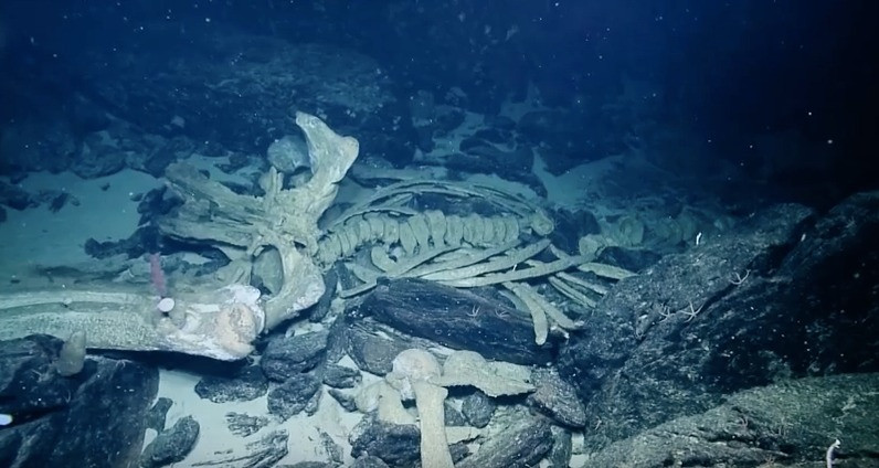 Xác cá voi Clayoquot Slope nằm ở vùng nước nông hơn, nhưng đáy biển vẫn trong bóng tối do không thể xuyên thấu ánh sáng Mặt Trời. Chưa rõ chính xác loại cá voi thuộc về loài nào, nhưng De Leo cho biết địa điểm này gần một tuyến đường di cư của cá voi xám (Eschrichtius robustus). 14 năm sau phát hiện xác cá voi, khu vực này vẫn phong phú với các sinh vật sống.