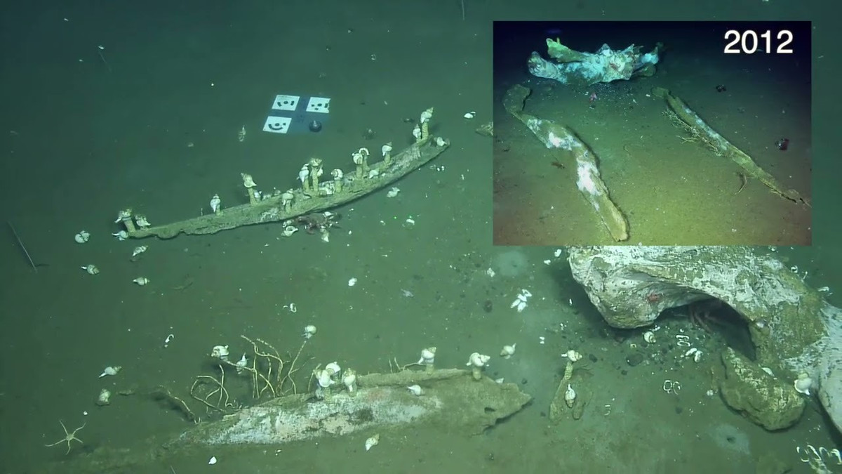 Xác cá voi chìm tượng trưng cho một ốc đảo sự sống cung cấp nguồn thực phẩm dưới đáy biển sâu, nơi thường thiếu thốn thức ăn, giúp duy trì một hệ sinh thái đa dạng của các sinh vật biển, theo OET.