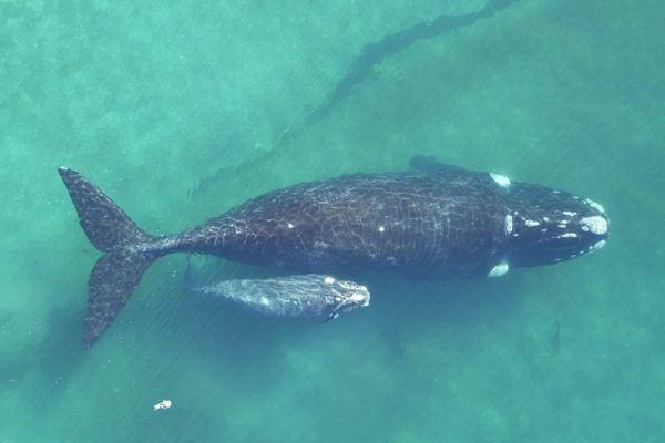 Video còn cho thấy nhiều ốc biển đậu trên đỉnh những chiếc cột cao, thực chất đó là cột trứng của chúng. Điều này làm giàu hệ sinh thái quanh xác cá voi, không chỉ khiến cho ốc biển con mới xuất hiện mà còn cung cấp thêm nguồn thức ăn, vì các động vật khác (ví dụ như cua) sẽ ăn trứng.