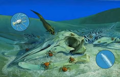 Chuyến thám hiểm đã quan sát được nhiều loài vật như sao sao (Cocculina craigsmithi), ốc biển (Mitrella (Astyris) permodesta), động vật chân đều (Ilyarachna profunda), cua (Paralomis multispina), cá đuôi chuột (Coryphaenoides acrolepis) và giun ống (Lamellibrachia barhami).