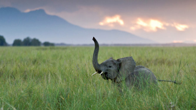 3. Khả năng kháng ung thư. Các nhà nghiên cứu phát hiện voi có thêm bản sao của một gen ức chế ung thư cực mạnh.