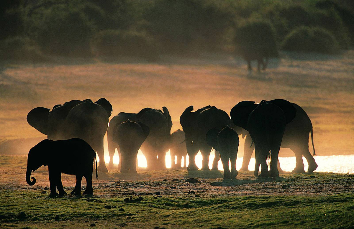 1. Voi có khứu giác siêu nhạy. Các thụ thể khứu giác cho phép con người phát hiện mùi (400 thụ thể). Chó thậm chí có nhiều thụ thể khứu giác hơn con người (800 thụ thể).