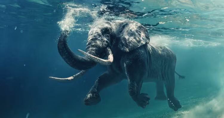 Voi nằm trong số động vật được nghiên cứu nhiều nhất trên Trái Đất. Nhưng hiểu biết của con người về chúng vẫn còn hạn chế. Những gì chúng ta biết về chúng là siêu năng lực vượt qua phạm vi các giác quan. Chúng có tính cách đặc trưng và quan hệ gắn bó trong gia đình.