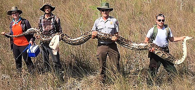 Vì lý do này, FWC và các tổ chức khác sử dụng một số biện pháp để tìm, bắt và tiêu diệt trăn khỏi hệ sinh thái Nam Florida, bao gồm thuê nhà thầu khảo sát đầm lầy và bắt bất kỳ con trăn nào tìm thấy.