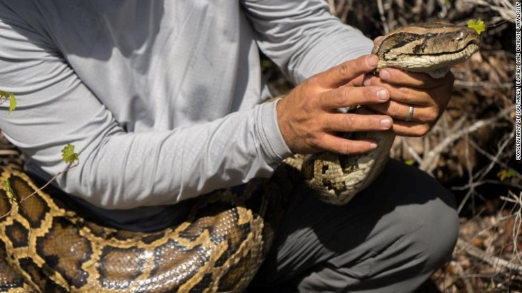 Trăn Miến Điện (Python bivittatus) lần đầu tiên được phát hiện ở Florida vào thập niên 1970 và phát triển thành quần thể lớn ở phía nam bang Florida.