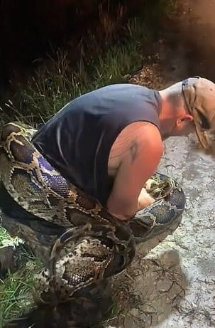 Khi McDuffie quay trở lại địa điểm vào ngày hôm sau, anh tìm thấy con trăn cái thứ hai dài 5,3 m và mang nó đi.