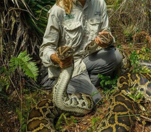 "Những con trăn và quả trứng chưa nở được chuyển khỏi môi trường sống, giúp ngăn chặn ảnh hưởng tiêu cực tới động vật hoang dã bản xứ trong tương lai", FWC cho biết.