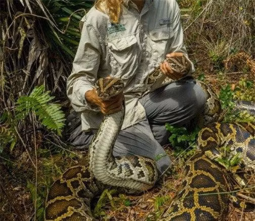 "Những con trăn và quả trứng chưa nở được chuyển khỏi môi trường sống, giúp ngăn chặn ảnh hưởng tiêu cực tới động vật hoang dã bản xứ trong tương lai", FWC cho biết.