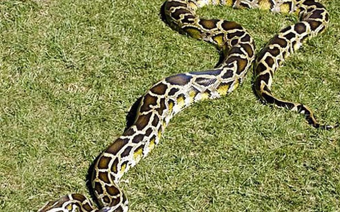 Những con trăn lớn thường dài 1,8 - 2,7 m. Gần đây, nhà chức trách bắt được một con trăn khổng lồ dài tới 5,4 m gần Naples, nặng 97 kg. Do có ít kẻ thù trong tự nhiên, trăn xâm hại trở thành mối đe dọa đối với nhiều loài chim bản xứ, động vật có vú và thậm chí cá sấu, theo FWC.