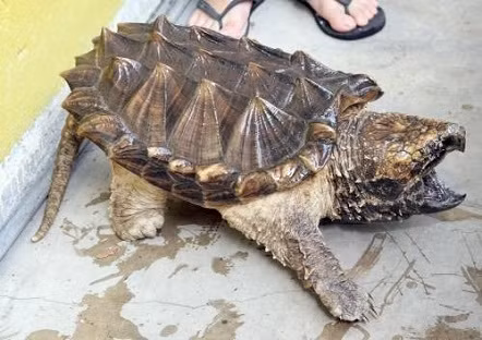 Truyền thông Trung Quốc đưa tin hàng chục trường hợp rùa cá sấu được tìm thấy ở các vùng sông nước trong thập kỷ qua. Một nghiên cứu được công bố vào năm 2020 cho thấy vùng trung và hạ lưu sông Dương Tử là những điểm nóng đặc biệt, nơi người ta hay bắt gặp rùa cá sấu nhất.