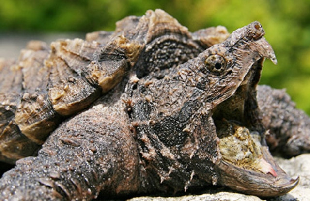 Rùa cá sấu đang xâm nhập hệ sinh thái Tung Quốc qua một số con đường. Các trang trại chăn nuôi bị lũ lụt có thể khiến rùa cá sấu nuôi nhốt xổng ra.