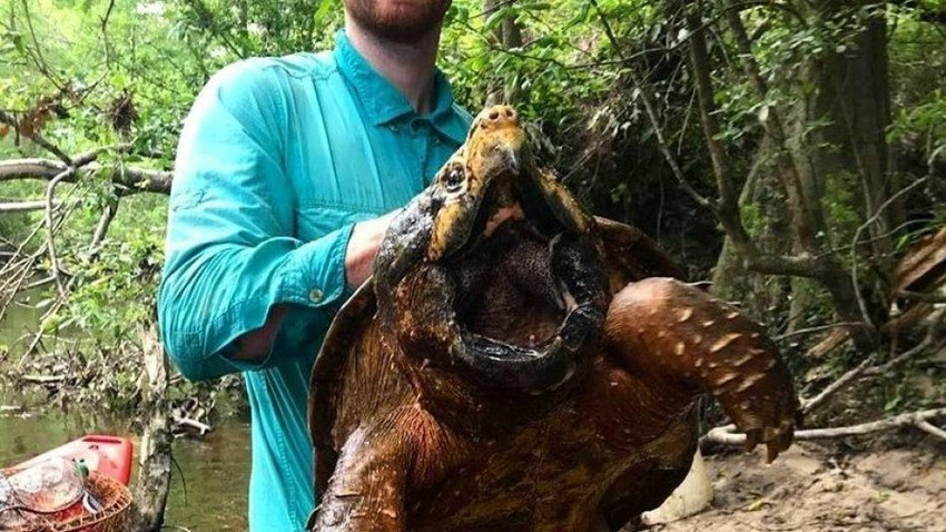 Các nhà chức trách Trung Quốc đang cố gắng kiểm soát hoạt động phóng sinh, vốn dẫn đến việc một số lượng lớn các loài không bản địa được thả vào sông hồ, làm đảo lộn cân bằng các hệ sinh thái địa phương. Các loài xâm lấn được coi là mối đe dọa lớn đối với đa dạng sinh học của Trung Quốc.