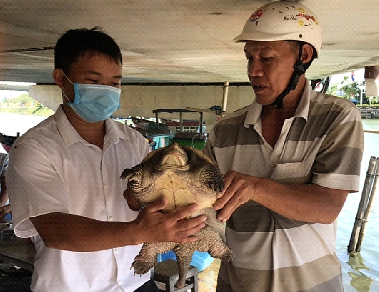 Vào tháng 5/2021, người dân cũng bắt được rùa cá sấu quý hiếm đầm Thị Nại (Quy Nhơn, Bình Định). Đây là lần đầu tiên rùa cá sấu xuất hiện tại Bình Định. Vì là loài ngoại lai không thể thả về môi trường tự nhiên, Chi cục Thủy sản Bình Định đã liên hệ và bàn giao cho Vườn thú FLC Zoo Safari Quy Nhơn để chăm sóc và nuôi dưỡng.