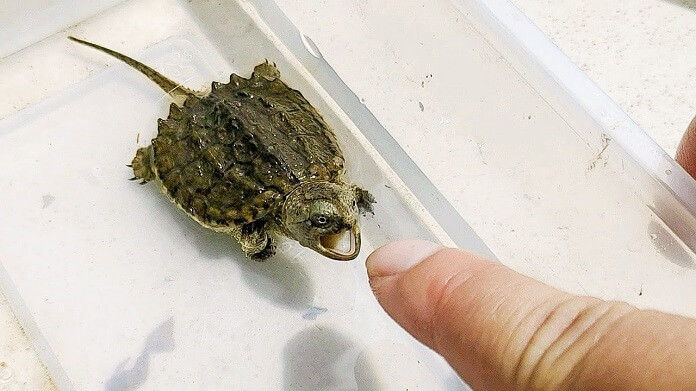 Cũng có một số trường hợp người ta cố tình thả rùa vào tự nhiên. Các Phật tử Trung Quốc thường thả cá, rùa và các động vật khác vào tự nhiên để phóng sinh. Cũng có thể chủ sở hữu vật nuôi thả rùa cá sấu đi sau khi nhận ra sinh vật đó không phải là rùa thông thường.