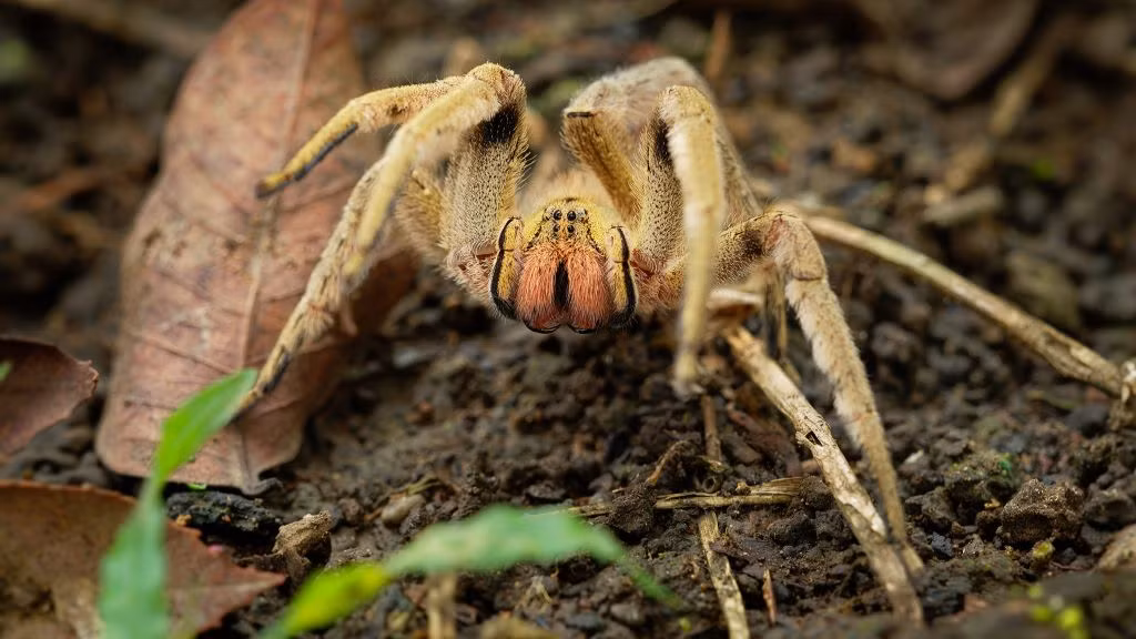 7. Nhện lang thang Brazil. Đúng như tên gọi, loài nhện này thường đi lang thang mà không ở yên một chỗ. Điều này càng nguy hiểm cho con người vì bạn có thể bắt gặp chúng ở khắp mọi nơi. Tất cả loài nhện lang thang Brazil đều có màu nâu, lông xám và đốm đen trên bụng và có kích thước khá to với chân dài khoảng 15 cm và thân dài tầm 5 cm.