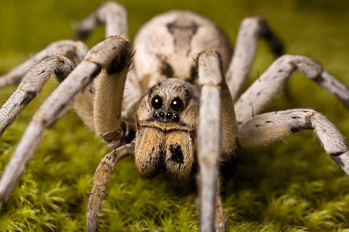 12. Nhện sói. Nhện sói là tên gọi chung của những loài nhện săn mồi trên đất liền. Chúng sống hầu hết trong mọi môi trường trên cạn, bao gồm đồng bằng, rừng núi, bình nguyên, sa mạc, đầm lầy, cao nguyên… Nhưng phổ biến nhất là môi trường đồng cỏ. Trên thế giới, có hơn 2.000 loài nhện sói được tìm thấy.