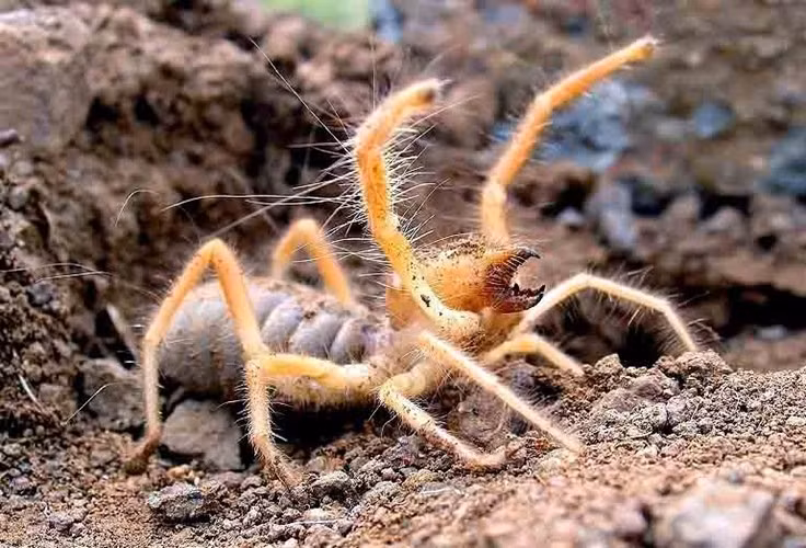 Thậm chí còn có những con nhện có kích thước lên đến 15cm. Thực tế loài động vật này không thuộc họ nhà nhện, chúng nằm trong họ với bọ cạp và còn có tên gọi khác là bọ cạp gió. Nọc độc của nhện lạc đà khiến vùng da thịt xung quanh bị tổn thương dẫn đến hoại tử, nhiễm trùng máu. Trong trường hợp vết thương không được chữa trị một cách triệt để có thể dẫn đến nhiễm trùng và phải cắt bỏ hoặc nặng hơn có thể gây tử vong.