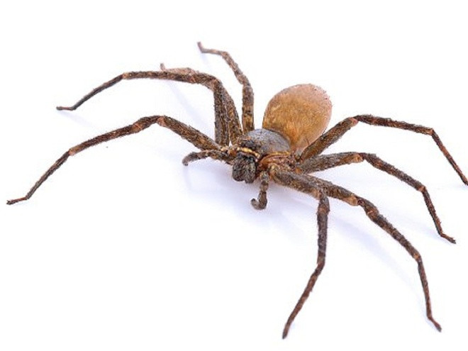 8. Nhện nâu. Nhện nâu thường sinh sống chủ yếu ở vùng phía Nam nước Mỹ. Loài nhện này có màu nâu đặc trưng, kích thước của chúng khoảng 2cm với nhện cái và 2,5cm với nhện đực.