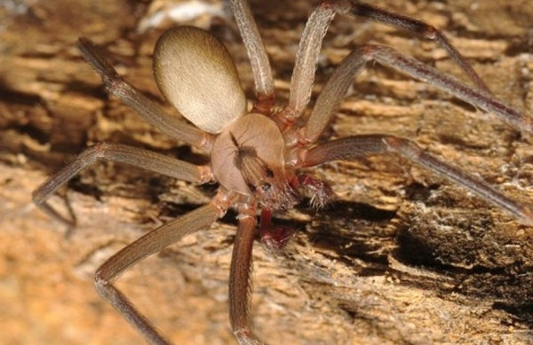 Nọc độc của nhện nâu sẽ khiến con mồi bị tê liệt, tiếp theo vùng thận sẽ ngừng hoạt động và dẫn đến tử vong. Đối với con người khi bị cắn nếu không được xử lý cẩn thận cũng sẽ gây ra một số hậu quả khá nghiêm trọng. Vết cắn của nhện nâu gây bầm tím quanh miệng vết thương, nhiễm khuẩn đồng thời hoại tử vùng da lớn.