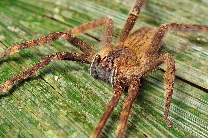 Nếu bị nhện lang thang cắn, bạn có thể gặp một số triệu chứng, chẳng hạn như đổ mồ hôi, da phồng rộp và đau dữ dội tại vết cắn. Trong vòng 30 phút, các triệu chứng này lan rộng toàn thân, bao gồm các biểu hiện như nhịp tim bất thường, huyết áp cao hoặc thấp, trướng bụng, hạ thân nhiệt, buồn nôn, chóng mặt, mắt mờ và có thể lên cơn co giật. Nếu bị cắn bởi bất kỳ loài nào của nhện lang thang, bạn nên tìm cách điều trị khẩn cấp, để tránh trường hợp tử vong.