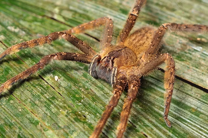 Nếu bị nhện lang thang cắn, bạn có thể gặp một số triệu chứng, chẳng hạn như đổ mồ hôi, da phồng rộp và đau dữ dội tại vết cắn. Trong vòng 30 phút, các triệu chứng này lan rộng toàn thân, bao gồm các biểu hiện như nhịp tim bất thường, huyết áp cao hoặc thấp, trướng bụng, hạ thân nhiệt, buồn nôn, chóng mặt, mắt mờ và có thể lên cơn co giật. Nếu bị cắn bởi bất kỳ loài nào của nhện lang thang, bạn nên tìm cách điều trị khẩn cấp, để tránh trường hợp tử vong.