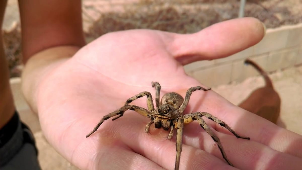 Chúng thường định vị con mồi bằng mắt, sau đó chọn thời cơ thích hợp để tấn công con mồi. Loài ăn tạp này sử dụng chân trước để khống chế con mồi, sau đó cắn và nghiền nát con mồi với hàm răng hàm sắc khỏe bén như lưỡi cưa cùng lượng độc tố trong nó khiến con mồi nhanh chóng bị tê liệt.