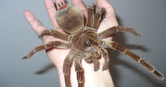 Chúng sinh sống nhiều ở rừng nhiệt đới Nam Mỹ - Bắc Brazil, Surinam, Guyana, và Nam Venezuela. Theo các chuyên gia, Goliath Birdeater được công nhận là loài nhện lớn nhất thế giới khi sở hữu những cặp chân dài tới 28 - 30cm, nặng 170 gram. Ngoài ra, Goliath Birdeater được bao phủ bởi 1 lớp lông trông phát gớm, cùng cặp răng nanh dài tới 2cm. Lượng độc tố trong răng của Goliath Birdeater cũng là mối đe dọa "chết chóc" của không ít loài.