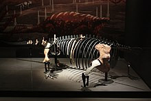 Quan sát dưới kính hiển vi cho thấy cấu trúc xương của Lalieudorhynchus gandi xốp và linh hoạt hơn, gợi ý rằng chúng bơi tốt hơn so với hà mã.