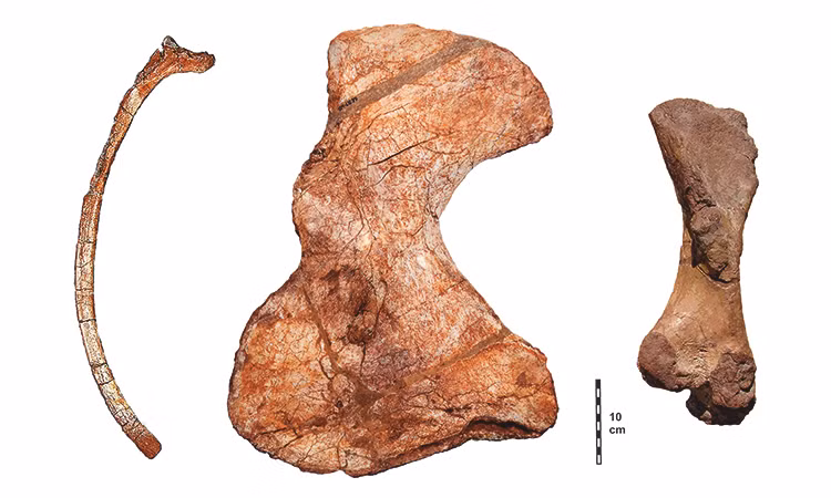 Hóa thạch của sinh vật được khai quật tại lưu vực Lodève ở miền nam nước Pháp, bởi Giáo sư Jörg Schneider và nghiên cứu sinh tiến sĩ Frank Körner tại Khoa Cổ sinh vật học và Địa tầng thuộc Đại học Freiberg của Đức.