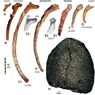 Họ đã tìm thấy hai chiếc xương sườn dài 60 cm, một xương bả vai dài 50 cm và một xương đùi dài 35 cm.