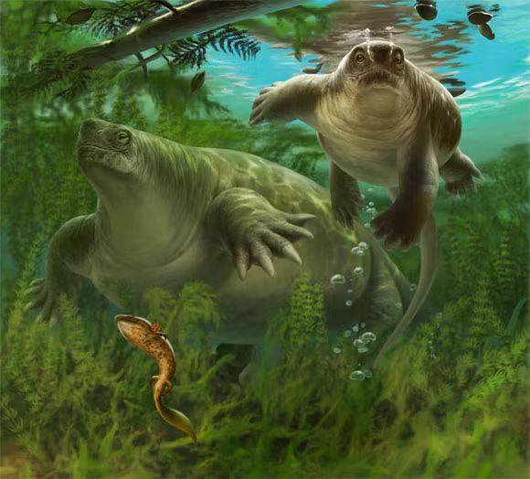 Lalieudorhynchus gandi có thể là đỉnh cao của sự tiến hóa đối với tất cả các loài Caseidae trước khi tuyệt chủng, có nghĩa là nó có những đặc điểm tiên tiến nhất trong nhóm", giáo sư Spindler nhấn mạnh.