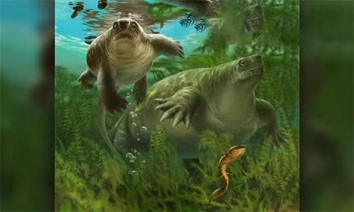 Các nhà cổ sinh vật học đặt tên cho loài mới này là Lalieudorhynchus gandi. Nó sống cách đây khoảng 265 triệu năm trên siêu lục địa Pangea, thuộc nhóm bò sát tiền sử 4 chân Caseidae và có khả năng là một loài lưỡng cư.