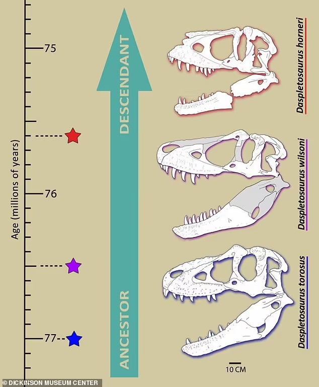 "Daspletosaurus wilsoni chính là mối liên kết còn thiếu giữa các loài bạo long xuất hiện sớm hơn và muộn hơn", các tác giả nhấn mạnh trong nghiên cứu.