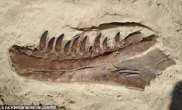 Tuy nhiên, việc khai quật mẫu vật gặp rất nhiều khó khăn vì hóa thạch bị vùi lấp dưới một lớp đá rắn dày tới 8m. Wilson cùng các đồng nghiệp đã phải tỉ mỉ đục những phần lớn của vách đá bằng búa khoan trước khi họ có thể bắt đầu thu thập từng mảnh xương.