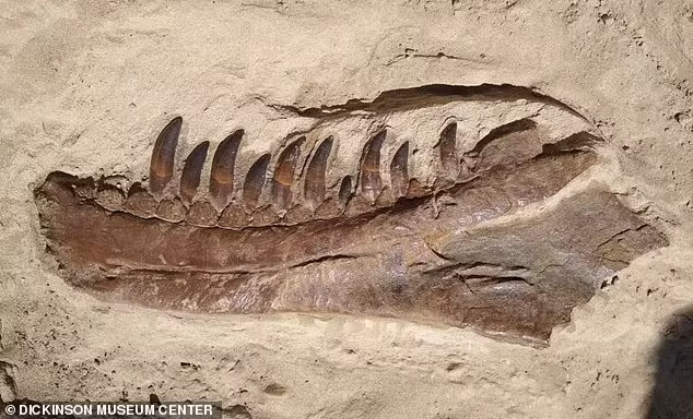 Tuy nhiên, việc khai quật mẫu vật gặp rất nhiều khó khăn vì hóa thạch bị vùi lấp dưới một lớp đá rắn dày tới 8m. Wilson cùng các đồng nghiệp đã phải tỉ mỉ đục những phần lớn của vách đá bằng búa khoan trước khi họ có thể bắt đầu thu thập từng mảnh xương.