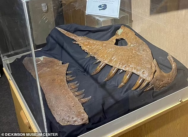 "Bây giờ, chúng ta có thể thấy rằng nhiều loài trong số này thực sự tách biệt rất rõ ràng về thời gian và tạo thành các bậc thang liên tiếp trong một dòng dõi tiến hóa duy nhất", nhóm nghiên cứu cho biết thêm.