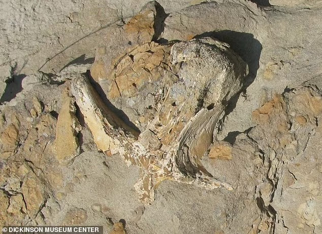 Các phát hiện cho thấy nghiên cứu trước đây đã đúng khi xác định một số loài Daspletosaurus là một dòng tiến hóa duy nhất và ủng hộ nguồn gốc của T-rex xuất phát từ nhóm này.