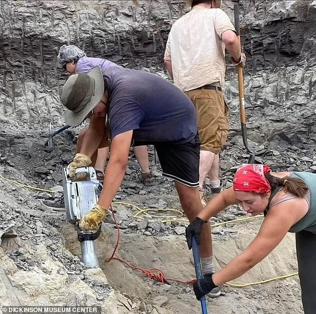 Phân tích giải phẫu cho thấy Daspletosaurus wilsoni là sự kết hợp giữa các đặc điểm được tìm thấy ở những loài bạo long nguyên thủy hơn T-rex, chẳng hạn như sừng có mấu nhọn xung quanh mắt, và cũng có các đặc điểm ở những loài bạo long sau này như T-rex với một hốc mắt cao và túi khí mở rộng trong hộp sọ.