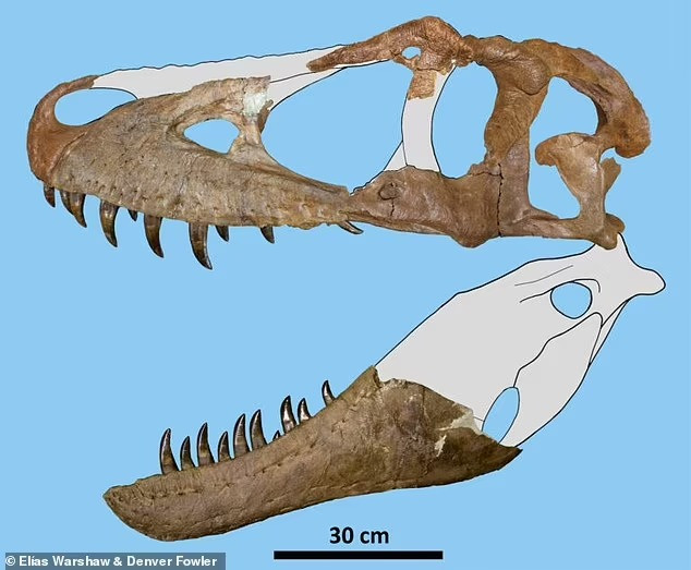 Daspletosaurus wilsoni được cho là hậu duệ của Daspletosaurus torosus và tiền thân của Daspletosaurus horneri. Cả ba loài đều thuộc họ Bạo long (Tyrannosauridae), trong đó có loài khủng long bạo chúa T-rex khét tiếng.