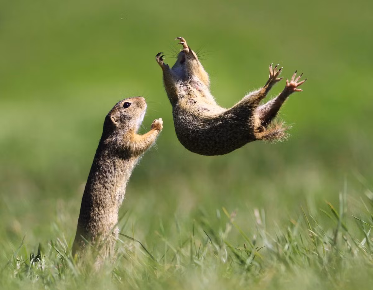 Hai chú chuột nang "biểu diễn" nhào lộn trên không. Bức ảnh chụp bởi Roland Kranitz cũng lọt danh sách Highly Commended.